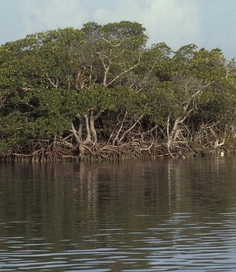 Mangrove shoreline beside Biscayne Bay