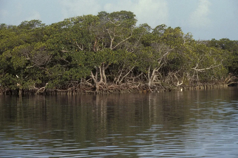 Mangrove shoreline beside Biscayne Bay