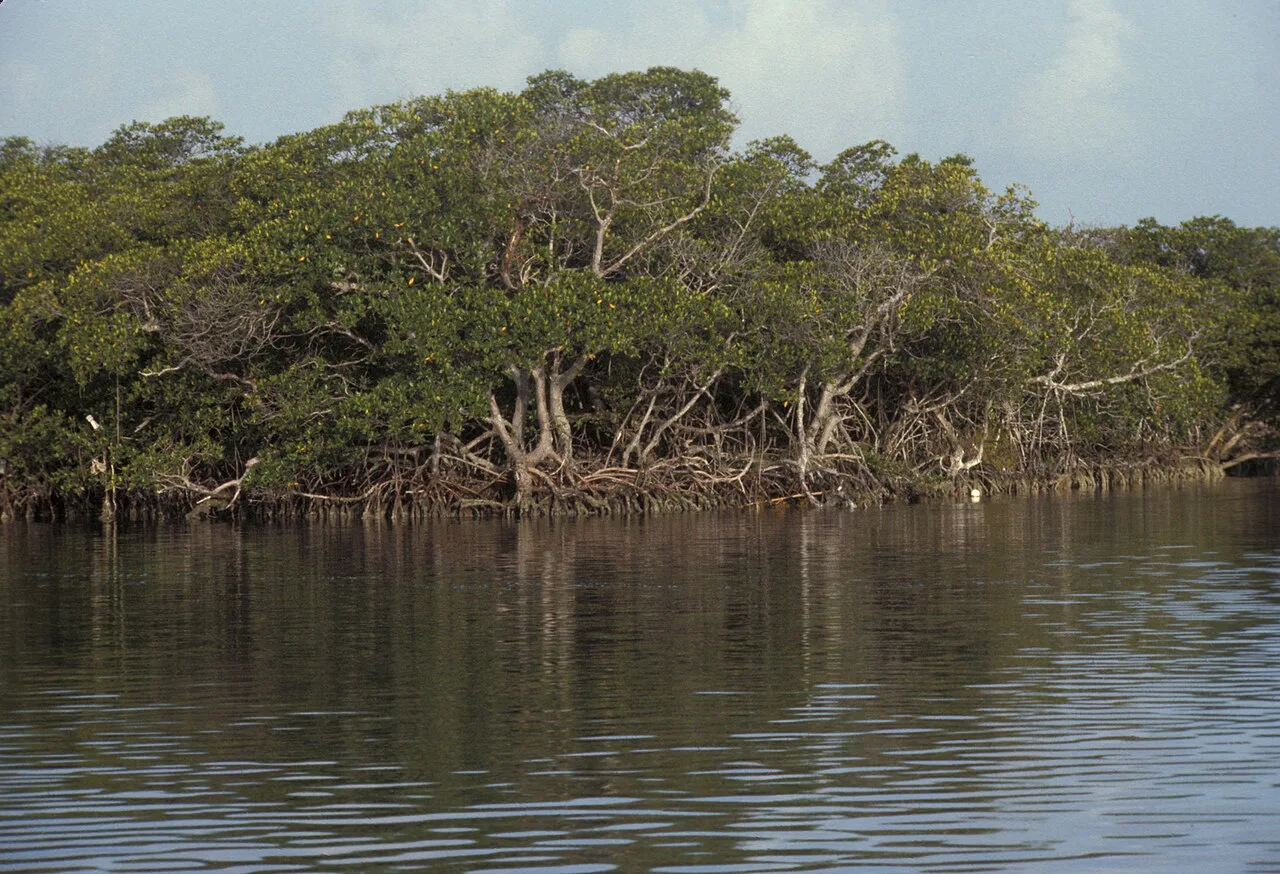 Mangrove shoreline beside Biscayne Bay